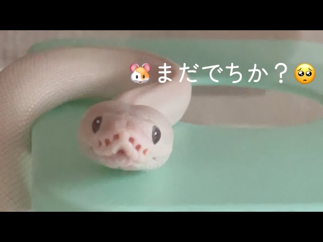 60. 健気すぎる白蛇ちゃんに負けました| I Gave In to My Too-Adorable White Snake