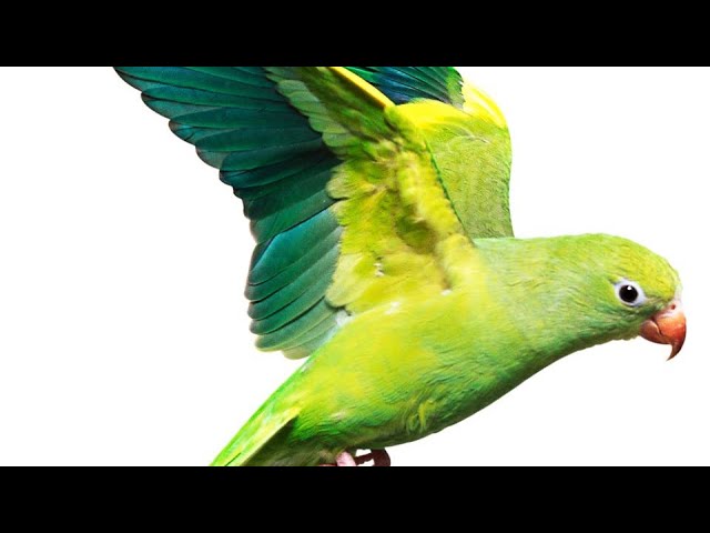 ALC Book 11 Listening Quiz A with answers