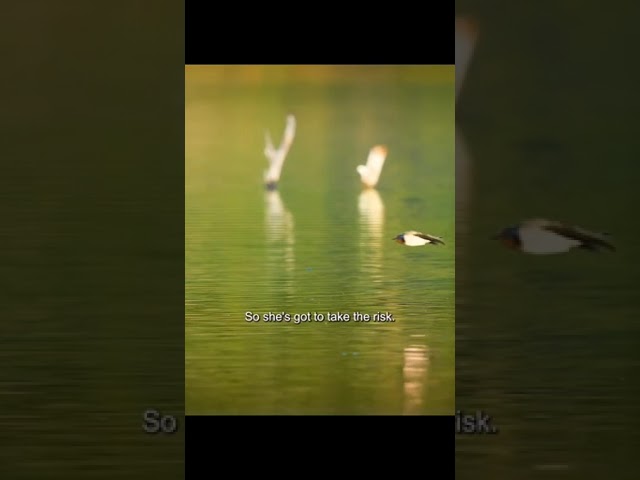 African tiger fish hunting birds