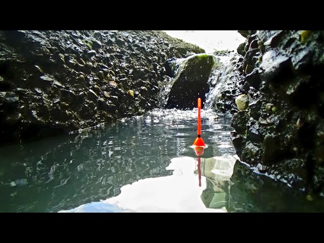 I never thought that fishing at the water gate would produce fish this big. My fake fishing rod b...