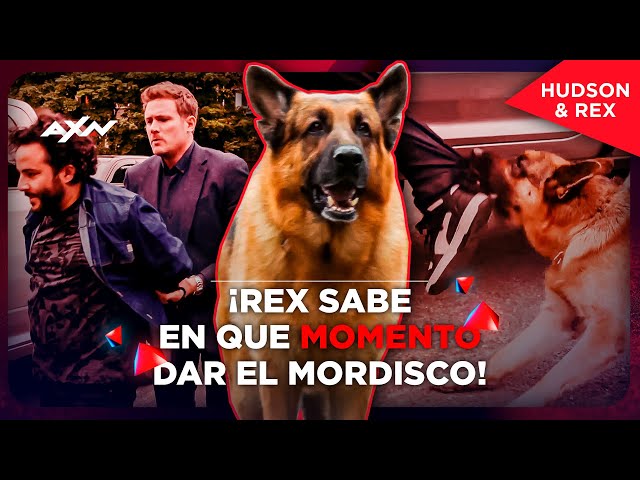 Encuentro cara a cara con el sospechoso | Hudson & Rex | AXN Latinoamérica