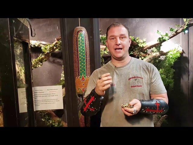 Super Pastel Ball Python
