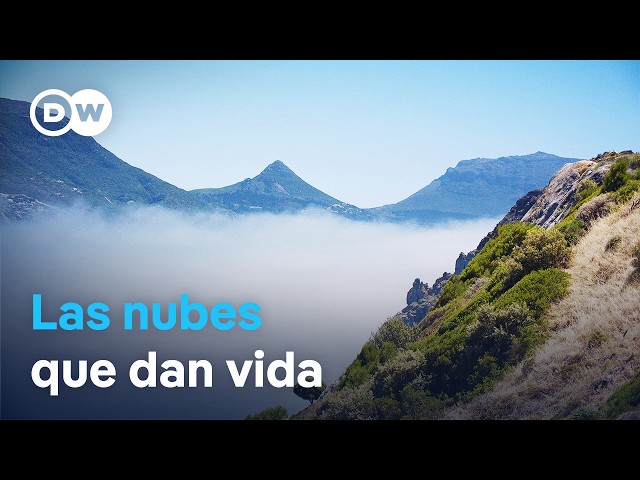 Las nubes mágicas de Ciudad del Cabo - Fuente de vida de la montaña de la Mesa | DW Documental