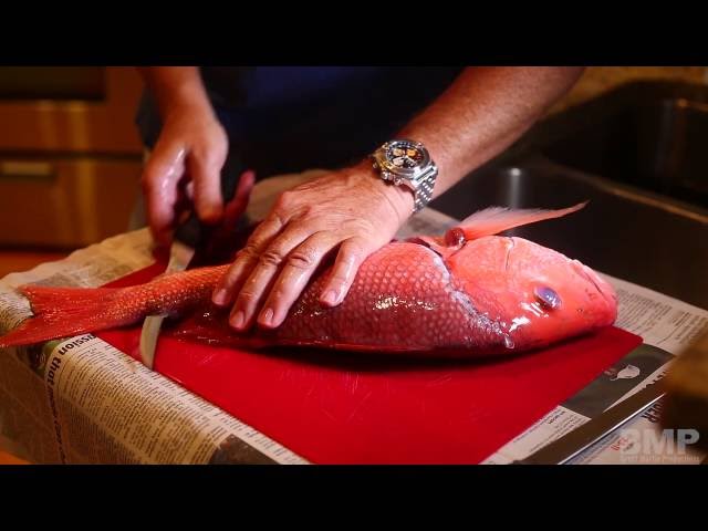 How to Fillet a Red Snapper Fish  ©Brett Martin Productions