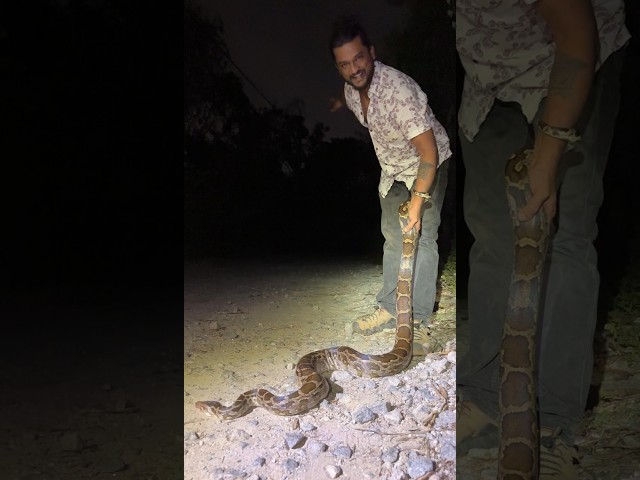 Massive Indian Rock Python Rescue | Safe Release Back Into the Wild 🐍