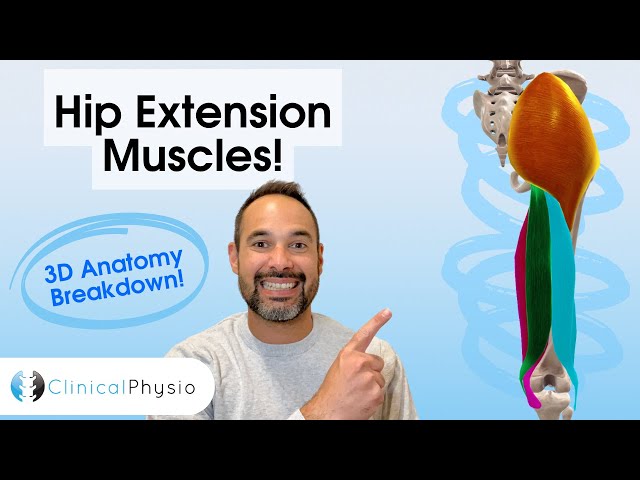Hip Extensor Muscle 3D Anatomy | Key Muscles for Physios and Physiotherapy