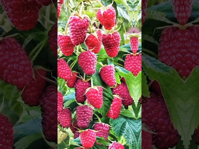 Mix Fruit Plant Growth 2025 | Easy Gardening Tips #fruit #Plum #tahiriplant125