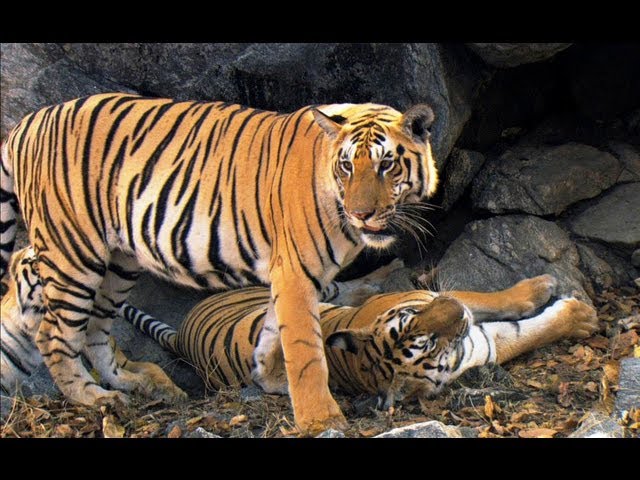 Tiger Cubs' Last Moments as a Family | David Attenborough | Tiger | Spy in the Jungle | BBC Earth