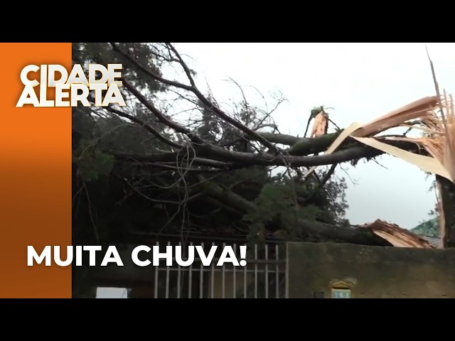 Severe storm causes destruction in Greater Curitiba; tree falls on house, school roof blown off, ...