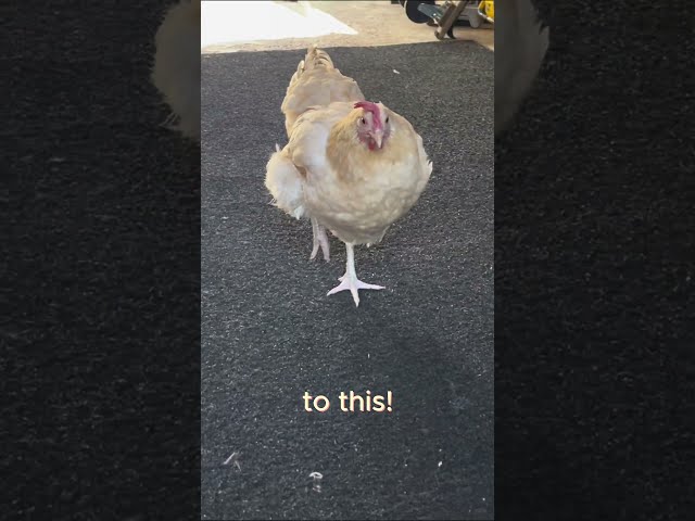 How I treated my crippled chickens leg #chickens #backyardchickens #henchicken #hens