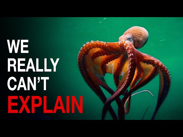 Nothing About Octopus Is Normal… Here’s Why