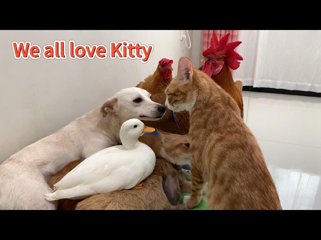 Kitty is back! The hen, duck, rooster, dog, and rabbit are all very excited. They all missed Kitty.