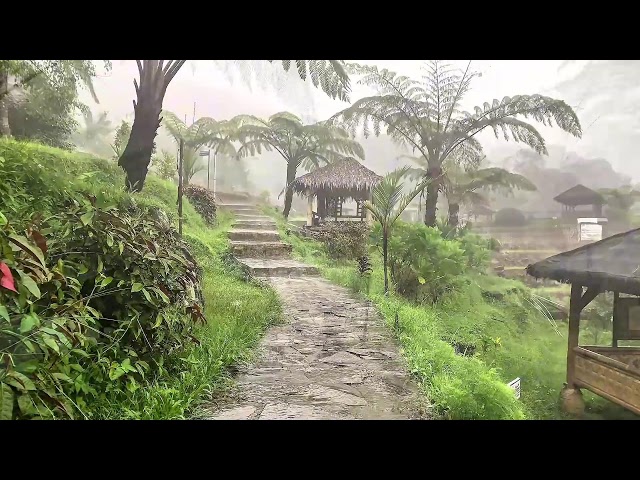 Rain Over Rice Fields Live: Calming Village Ambience for Deep Focus