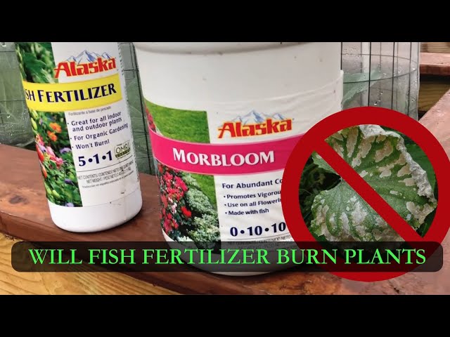 Fish Fertilizer for plants in raised garden beds #cc #raisedgardenbeds #gardening