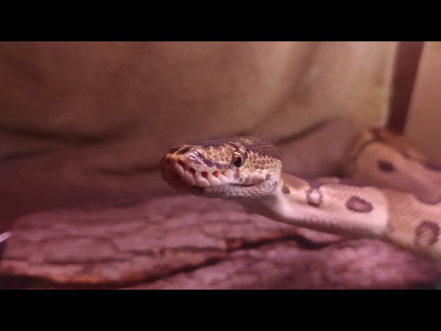 Ball Pythons destroy their tank