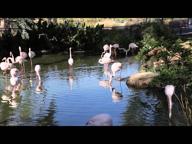 Phoenix Zoo