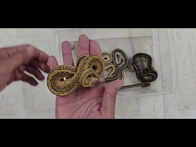 Ball Python Clutch 2026-14 Update 