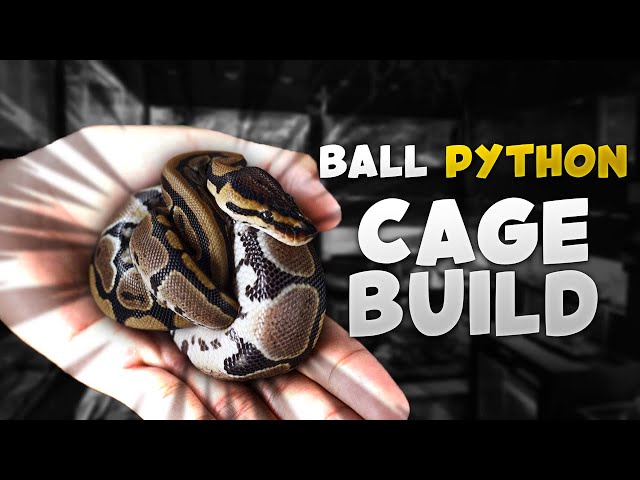 Building a NATURALISTC and BIOACTIVE Ball Python Enclosure!!!