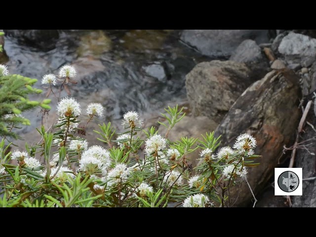 La nature simplement-Rivière/Simply Nature-River