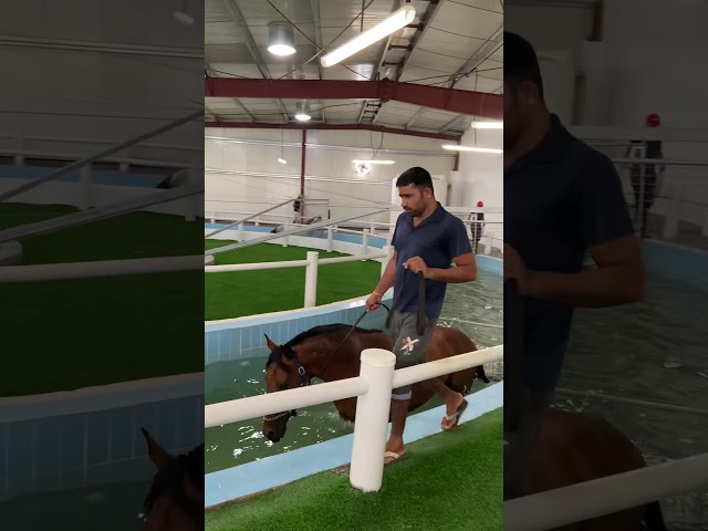 Emirates Racing Doing Sea walker session For there Young Horses