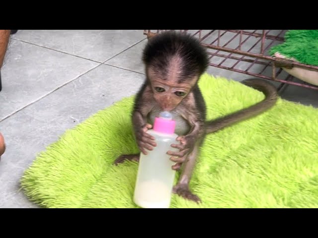 baby monkey wini drinks milk and her stomach almost explodes