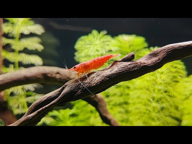 Why Are Your Aquarium Shrimp Dying? ☠️ The Shocking Truth You Must Know!
