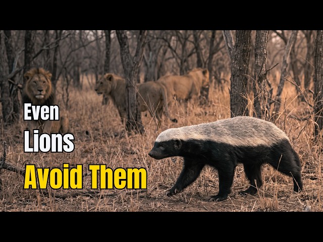 Nothing about the honey badger is normal... and here is why