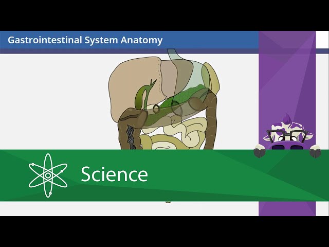 Gastrointestinal System Anatomy