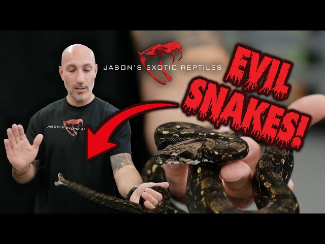 Handling Aggressive Snakes Without Getting Bit — Reading Body Language Like a Pro