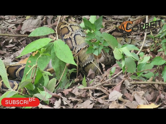 Burmese python eats a barking deer | #corbett #jimcorbett #dhikala