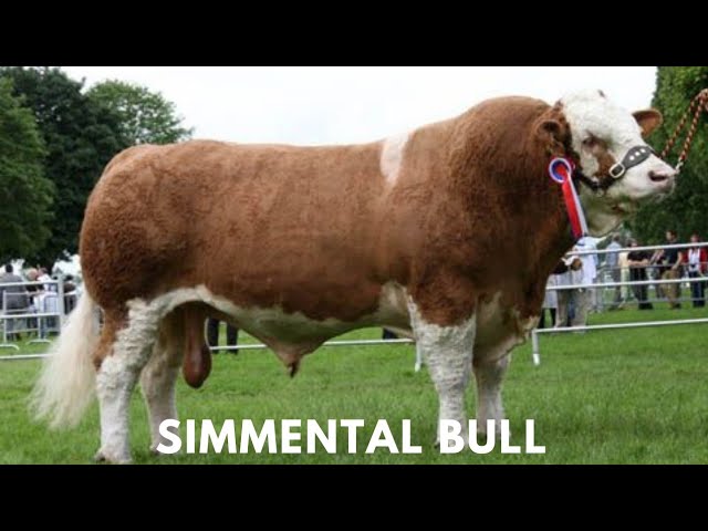 The Legacy of Simmental Bulls - Built on Strength and Success