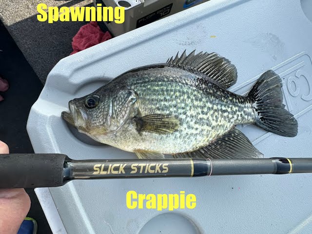 Day 1 of the Crappie Spawn