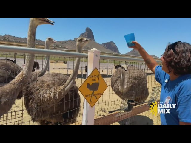 More than just ostriches at Rooster Cogburn Ostrich Ranch