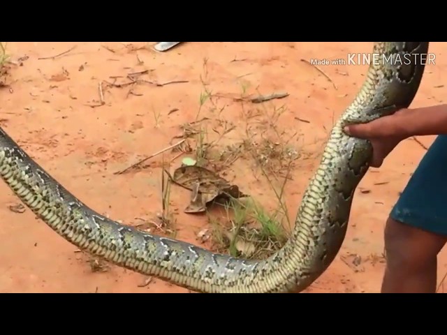 primitive technology:How to find snakes in the wild. Uncover a huge python and snake eggs