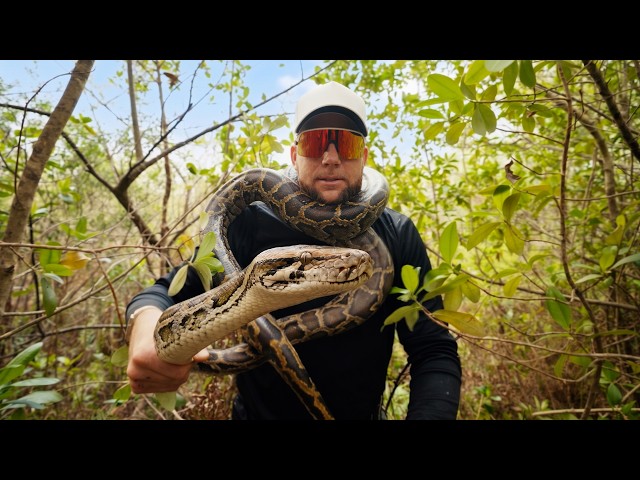 Catching Giant Pythons in the Everglades