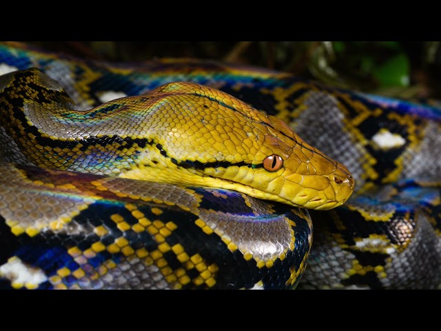 Reticulated python     Descriptions, Characteristics and Facts!