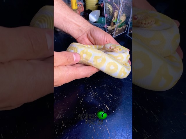 Beautiful Albino Ball Python! #molinarosnakelab #ballpython #babysnake #albino #shorts #diy #pokemon