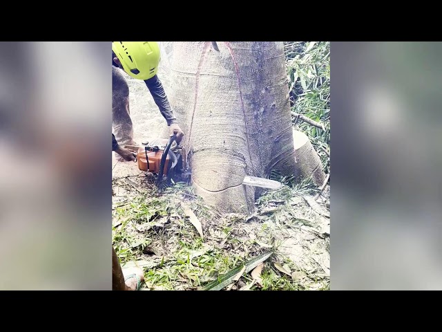 🔴 LIVE: GIANT LEANING TREE CUTTING! High Risk Chainsaw Operation