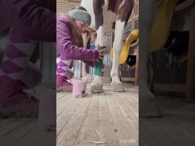 Stablevlog 2 #horses #rider #horsegirl