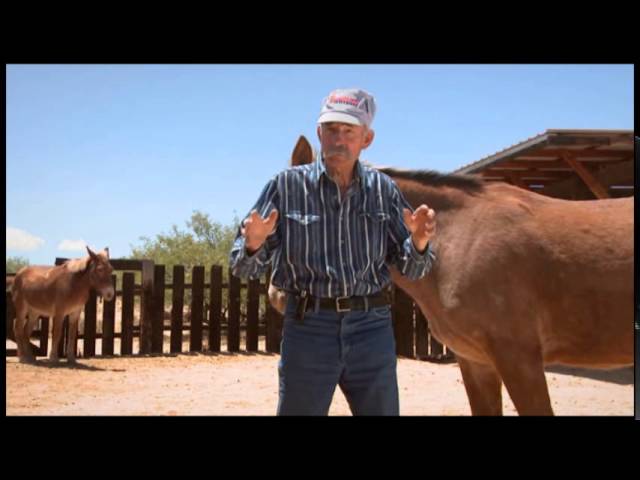 Baxter Black: Mules are Peculiar