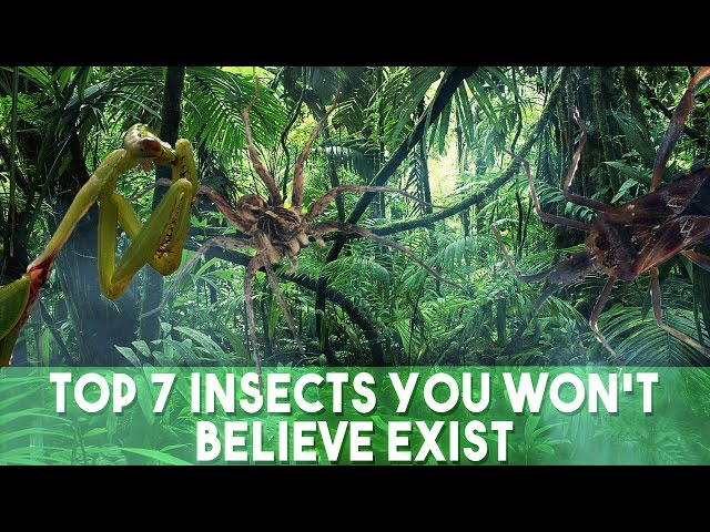 Top 7 Bizarre Insects You Won't Believe Exist