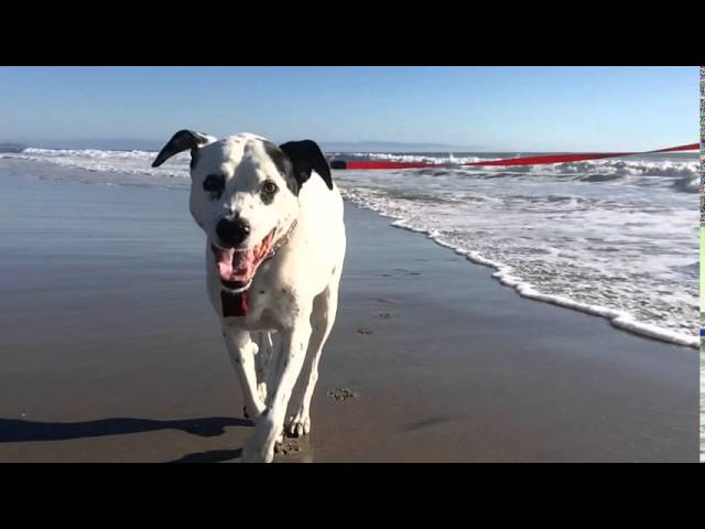 Howie Beane at the beach today. #santacruz @howiebeane