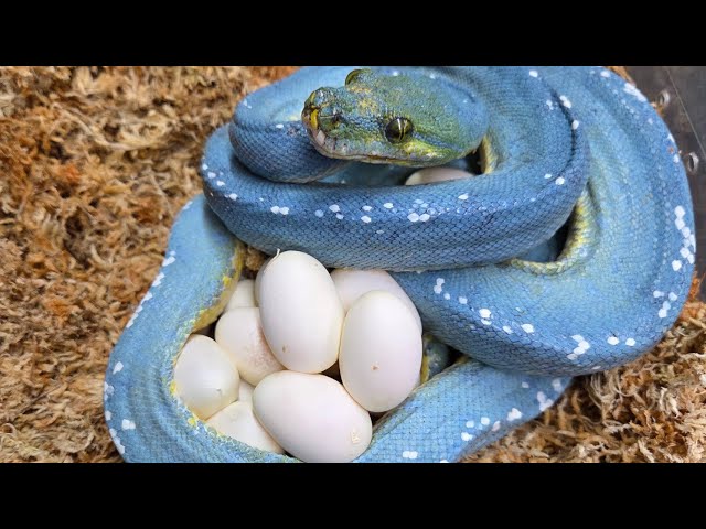 Green tree python eggs!