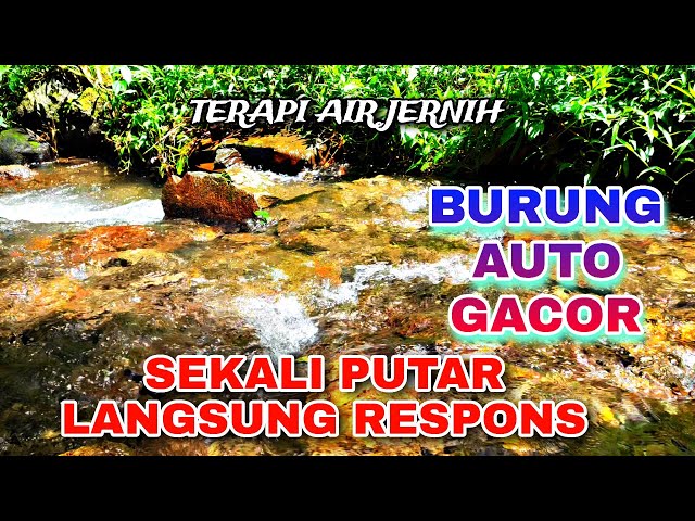 Burung Auto Gacor, Suara Air Terapi & Hutan Liar untuk Semua Jenis Burung Cepat Buka Paruh