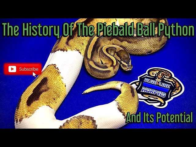 The History And Potential Of The Piebald Ball Python!