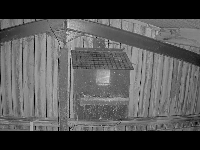 Somerset Wildlife Trust Barn Owl Webcam (external)