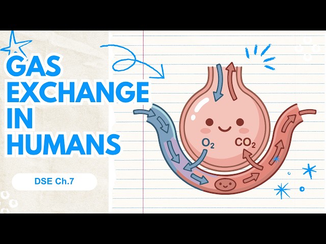 Gas Exchange in Humans (HKDSE Ch.7) Study Guide