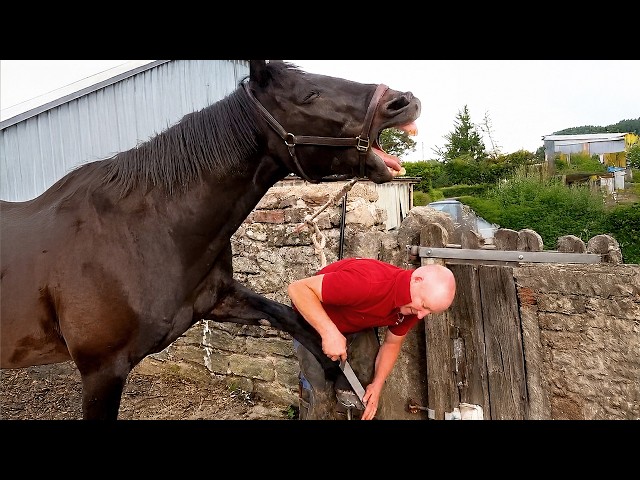 Funniest Horse Acts Ever Are a Must Watch! 😂 Funniest Animal Videos