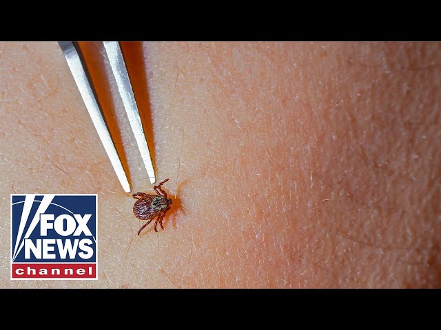 Tick bite ER visits SURGE: ‘It’s spreading’