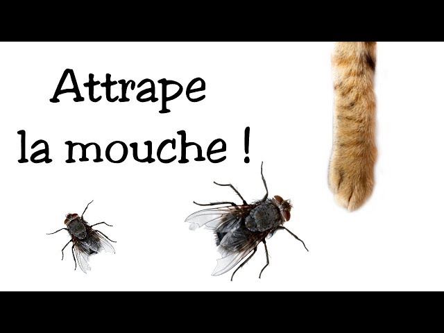 Cat game: Catch the fly!